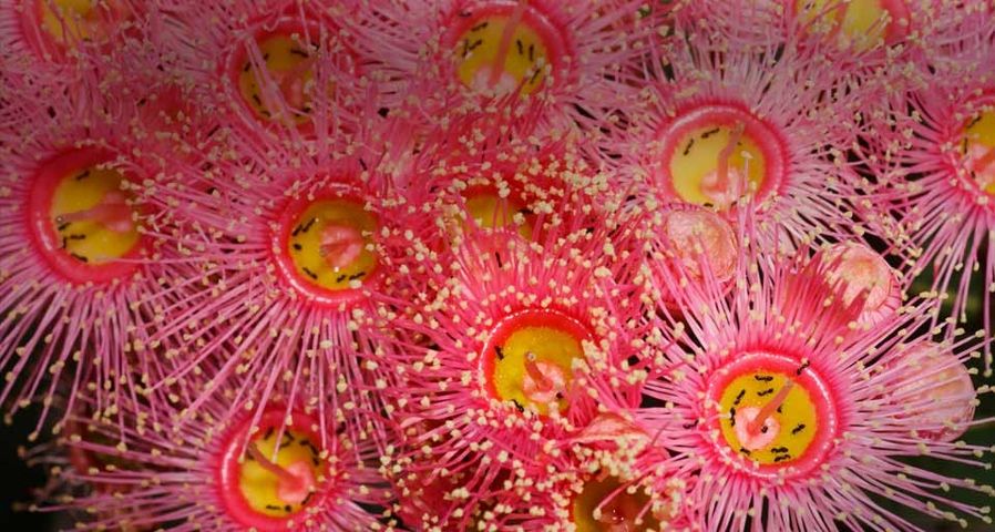 Close-up of Eucalyptus flower with ants crawling inside