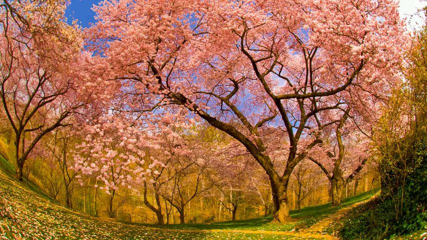 Cherry blossoms in Dumbarton Oaks Gardens, Washington, D.C.