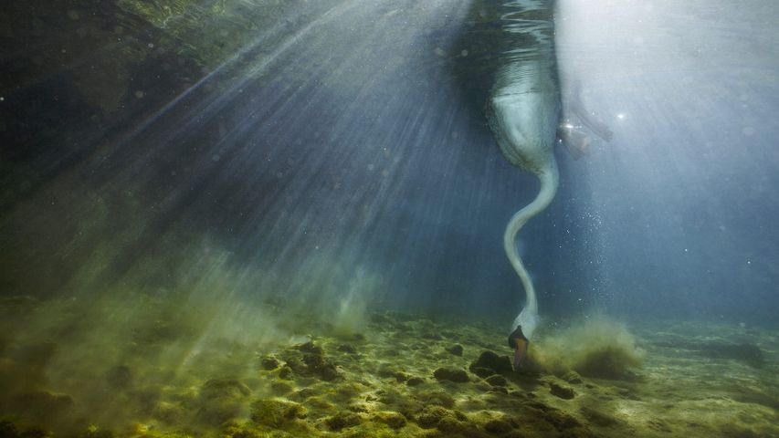 Un cygne tuberculé plongeant pour se nourrir dans une rivière en Bourgogne, France