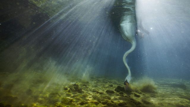 Un cygne tuberculé plongeant pour se nourrir dans une rivière en Bourgogne, France