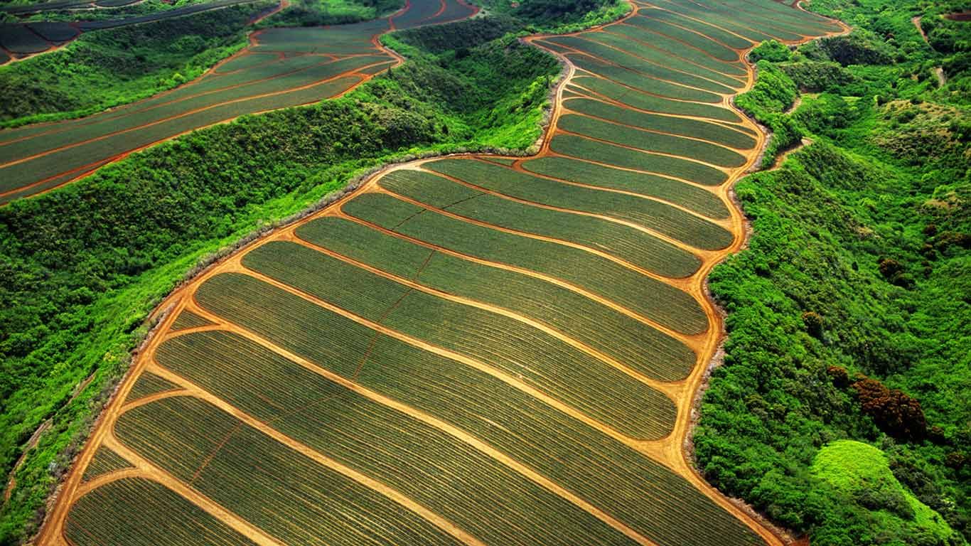 Pineapple fields in Maui, Hawaii Peapix