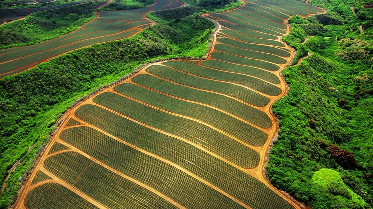 Pineapple fields in Maui, Hawaii