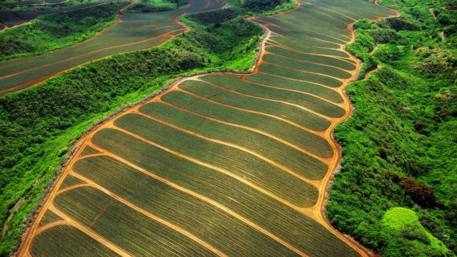 Pineapple fields in Maui, Hawaii