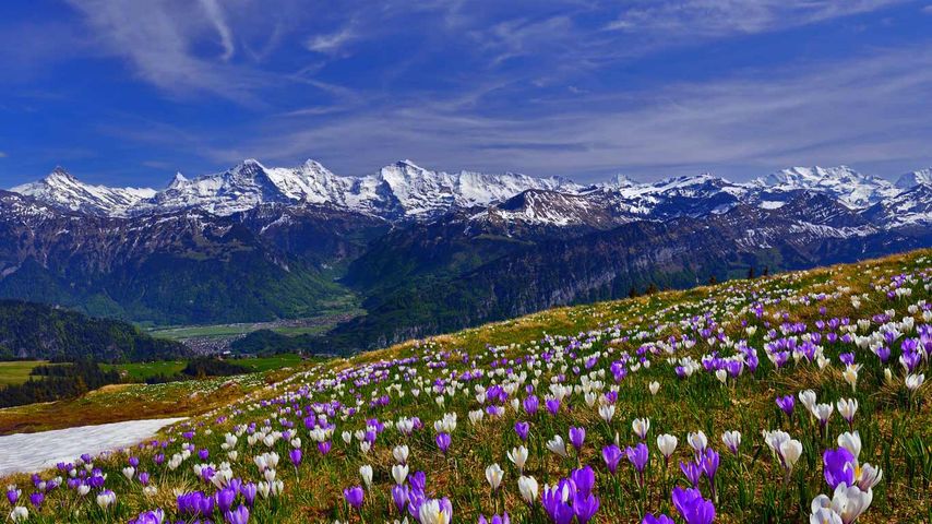 Krokusblüte in der Schweiz 
