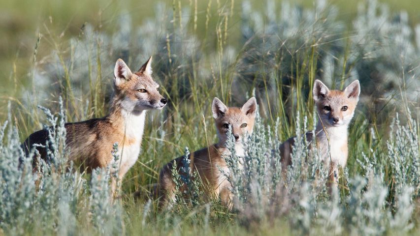Wild swift fox (vulpes velox) family in the Canadian Prairies