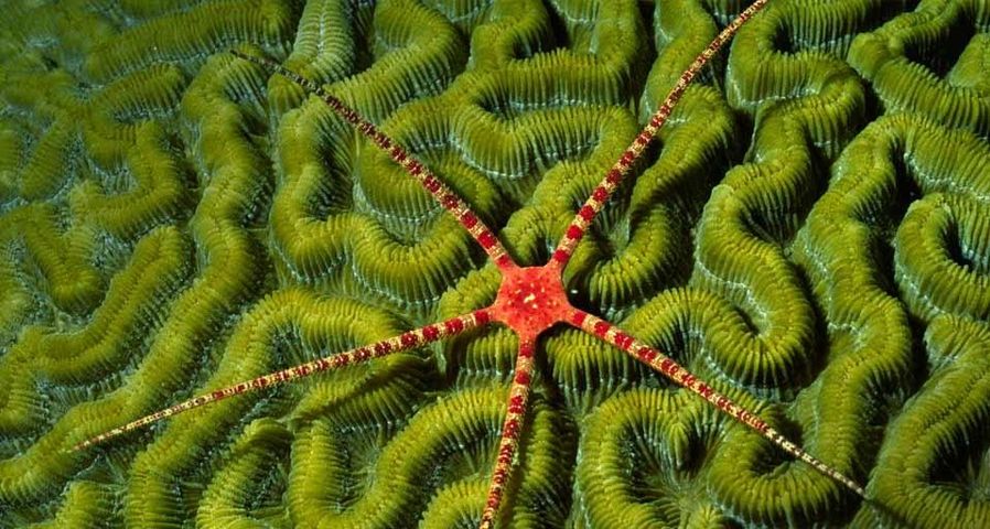 Ruby brittle star on coral off the shore of the Cayman Islands