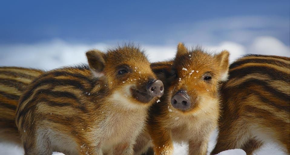 Wild piglets in Schleswig-Holstein, Germany