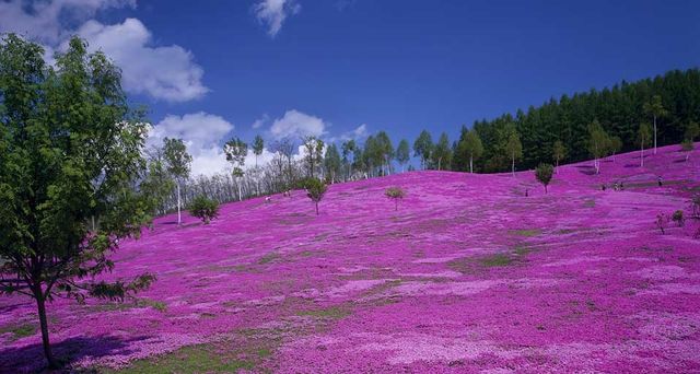 日本北海道的泷上芝樱公园
