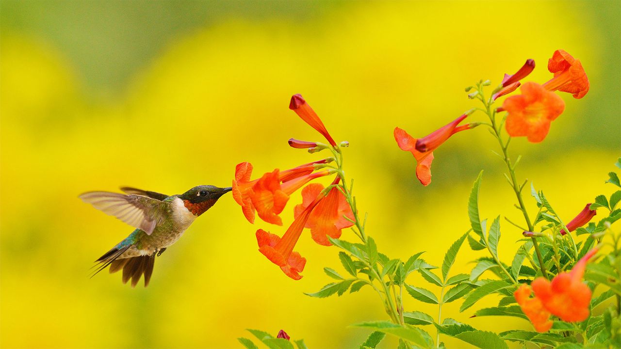 鳥リトグラフ．マルク·デ·ミュレス．アカキツツキ．ミナミベニハチクイ 430点を超えるミナミベニハチクイのストックフォト、写真