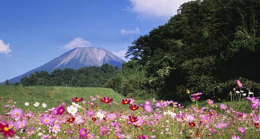｢大山とコスモス｣鳥取, 大山町