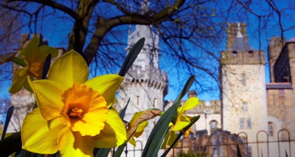 Daffodils in front of Cardiff Castle, Wales Peapix