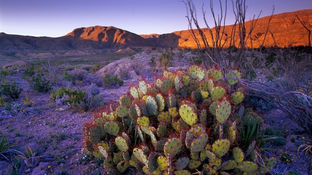 Prickly pear cactus, Big Bend National Park, Texas