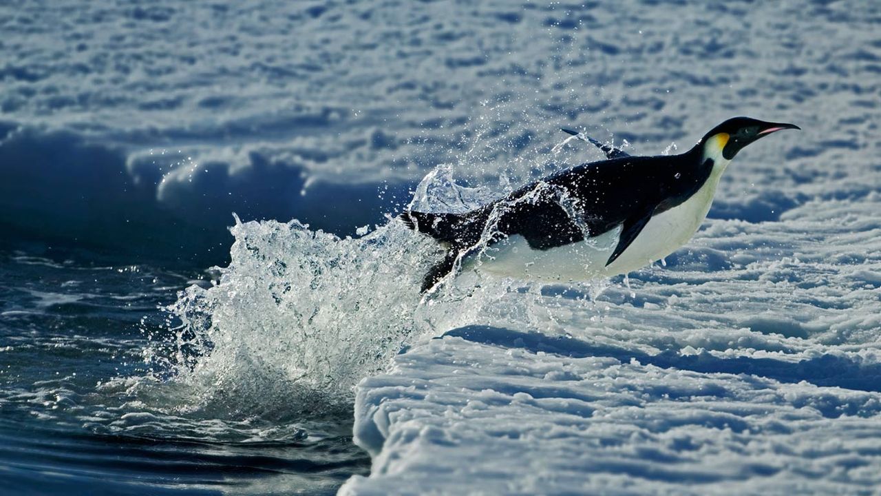 Emperor penguin, Cape Washington, Antarctica 