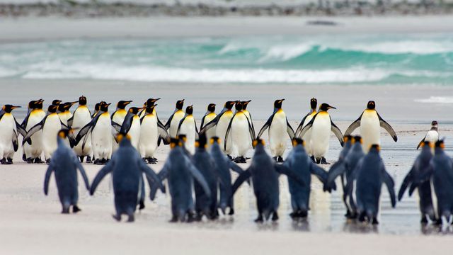 「キングペンギン」フォークランド諸島, ボランティア・ポイント