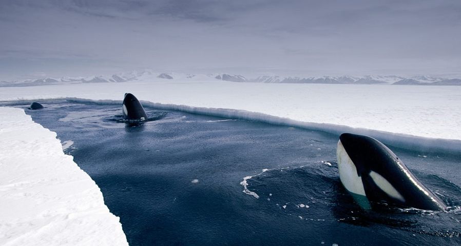 Orca whales spy hopping near Antarctica