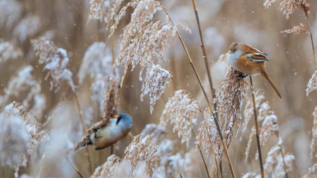 Bartmeisen (Panurus biarmicus) Männchen und Weibchen auf Nahrungssuche in verschneiten Schilfrohren, Baden-Wuerttemberg
