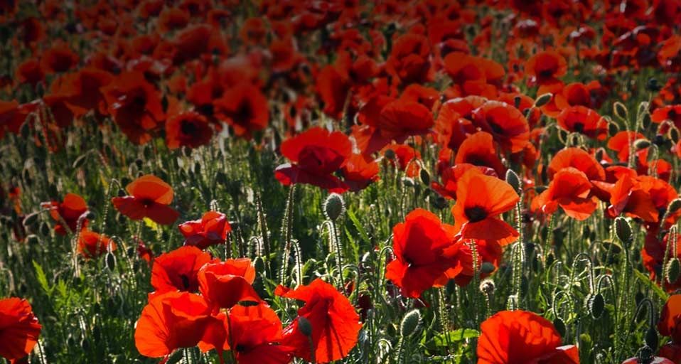 Common Poppies on the South Downs near Brighton, West Sussex, England