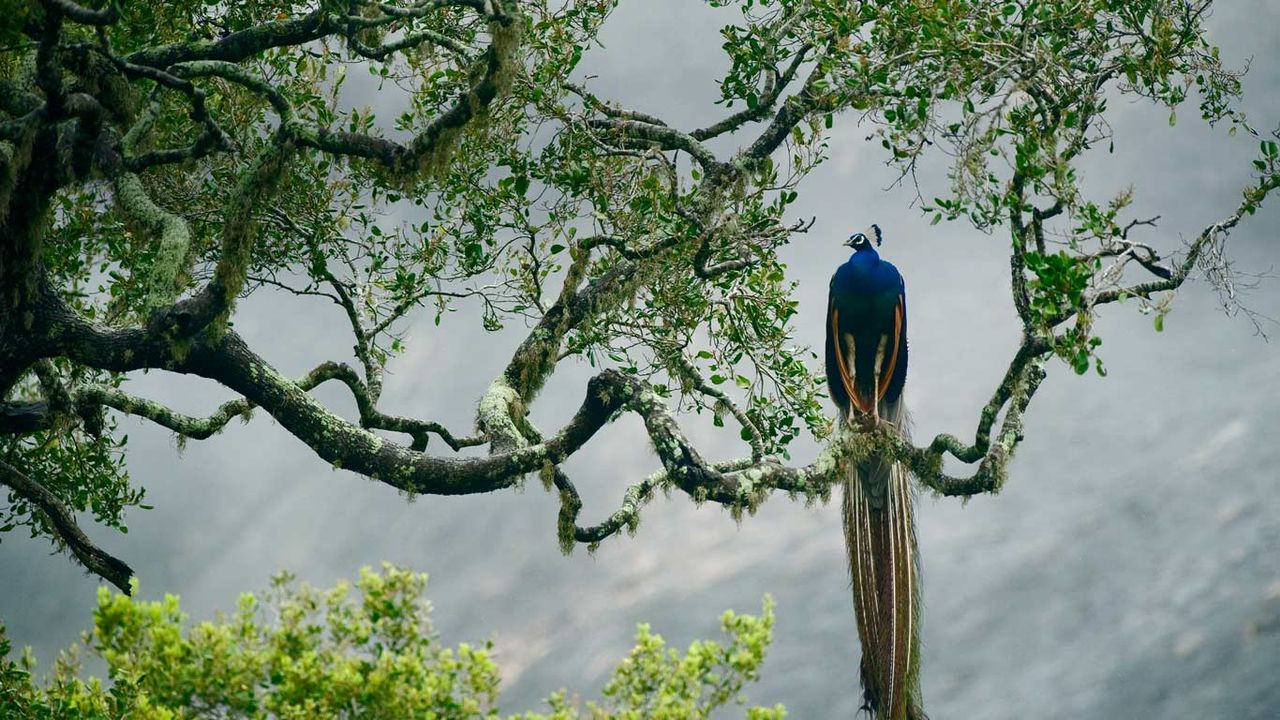 Indian peacock in Yala National Park, Sri Lanka