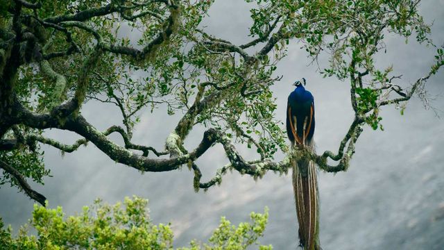 Paon bleu dans le parc national de Yala, Sri Lanka