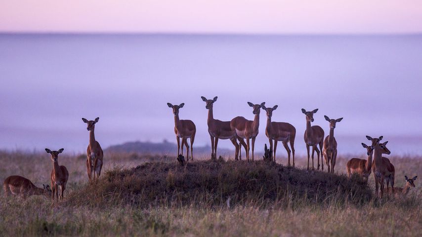 Troupeau d’impalas dans la réserve nationale du Masai Mara, Kenya