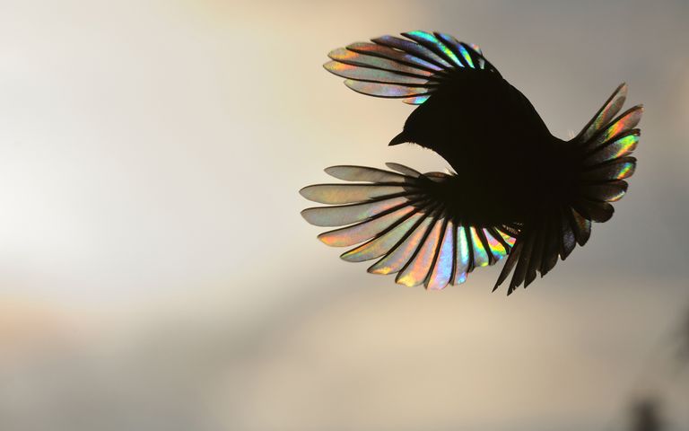 Birds of Many Feathers Windows 10 Theme