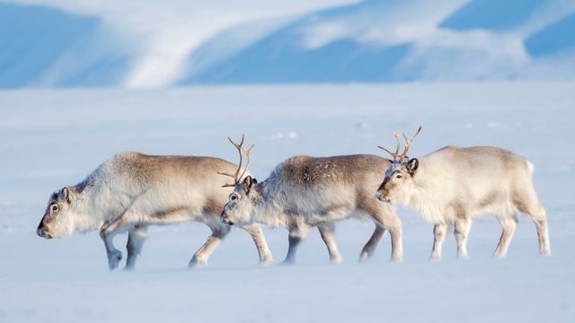 Spitzbergen-Rentiere im Van Mijenfjord NP, Norwegen