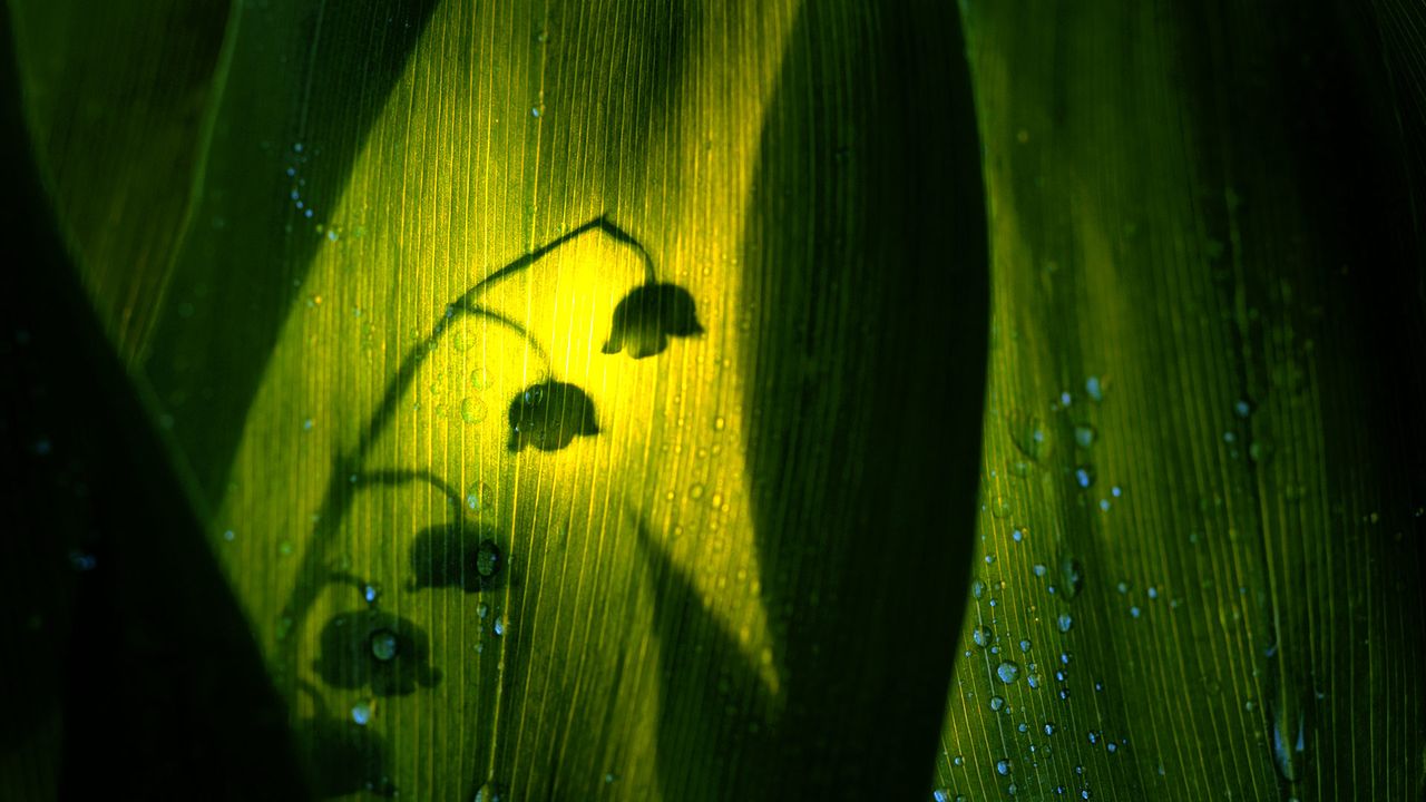 Ombre d’un brin de muguet 