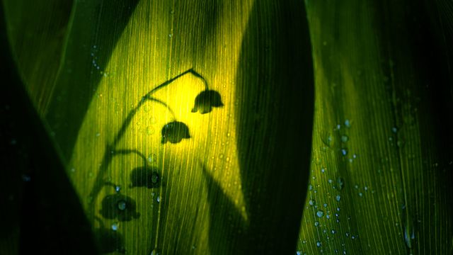 Ombre d’un brin de muguet