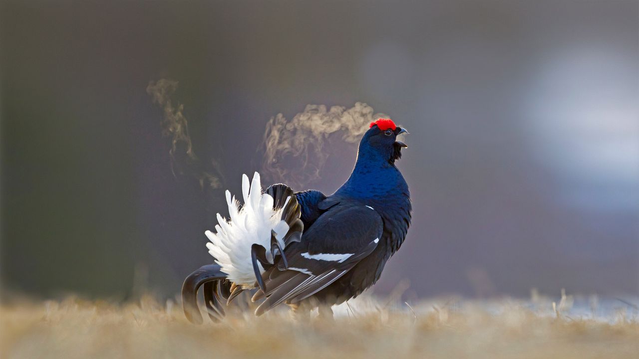 Black grouse male calling at lek site in Kuusamo, Finland