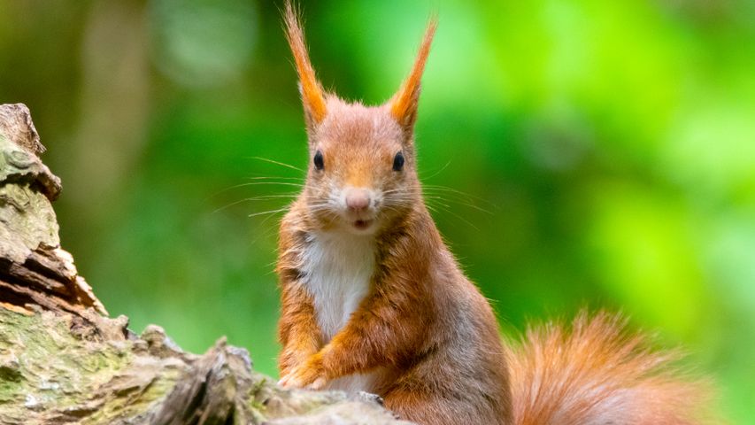 A squirrel strikes a pose