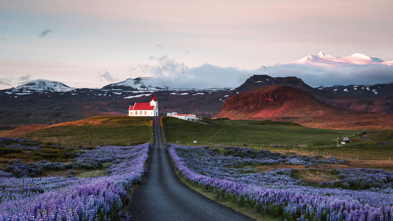 Champs de lupins et église au lever du soleil, péninsule de Snæfellsnes, Islande