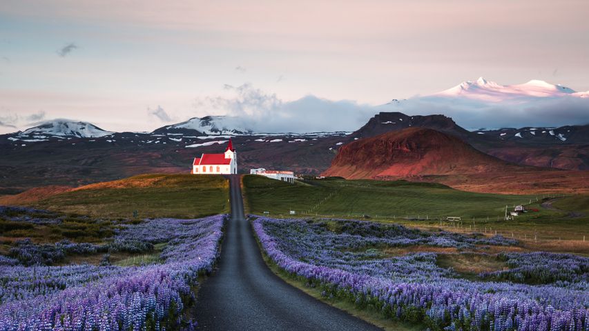 Campos de tremoços e igreja ao nascer do sol, Península de Snæfellsnes, Islândia