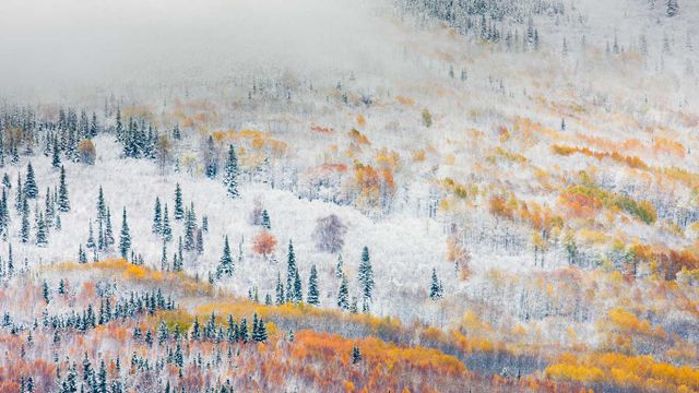 Früher Schneefall in der Nähe von Fairbanks, Alaska