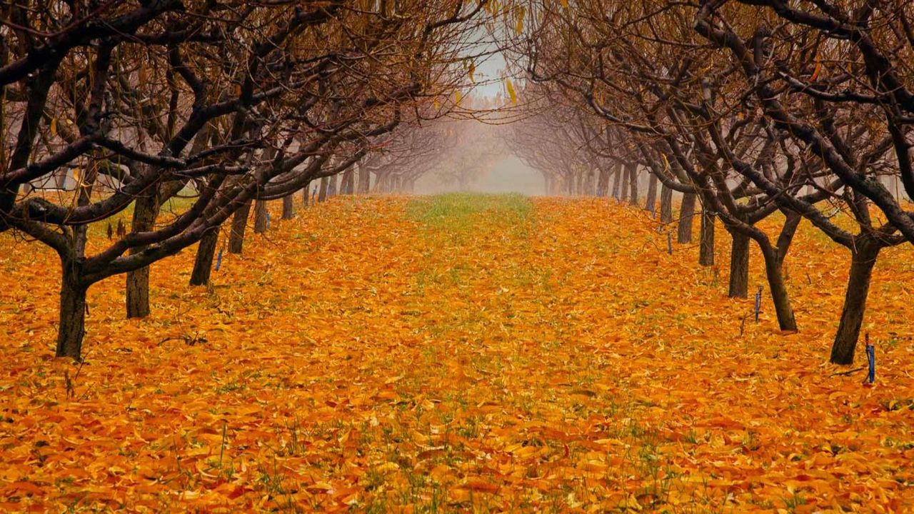 Verger de poiriers dans la vallée de l’Okanagan, Colombie-Britannique, Canada