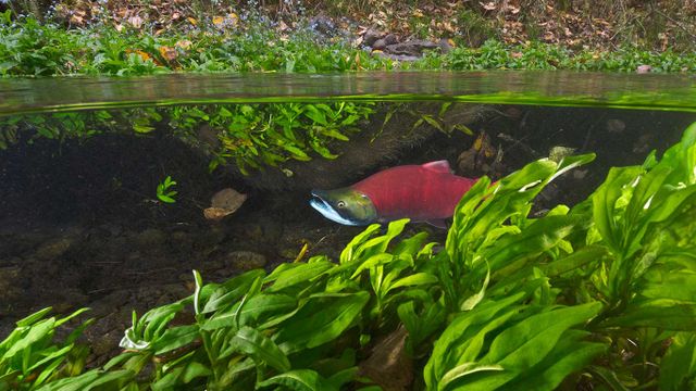 Sockeye Salmon (Oncorhynchus nerka) migrating upstream, Adams River, Roderick Haig-Brown Provincial Park, B.C. 