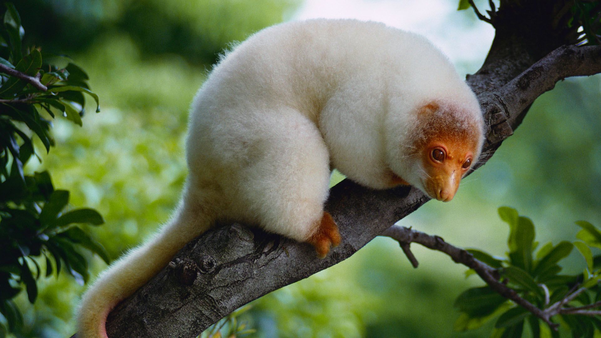 Spotted cuscus on a tree in Tufi, Oro Province, Papua New Guinea | Peapix
