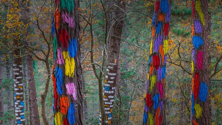 „Bemalter Wald“ im Oma-Tal, Provinz Bizkaia, Spanien 