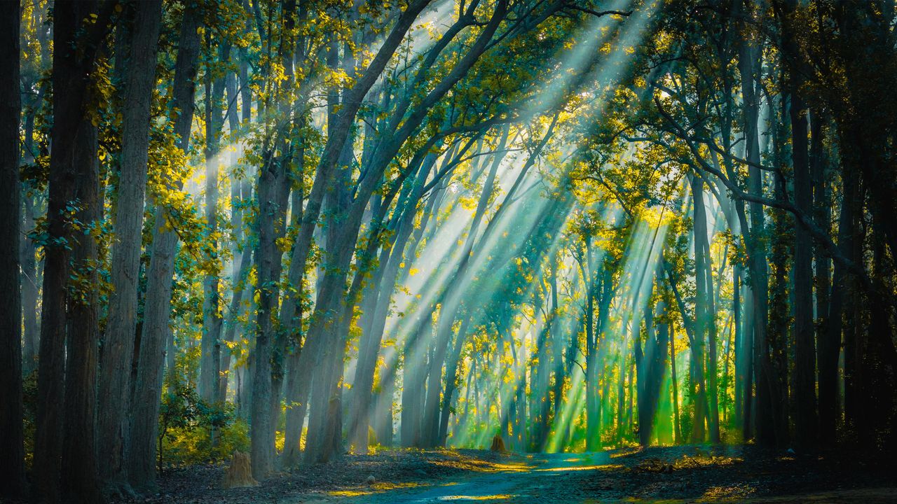 Backlight sunrays at Jim Corbett National Park