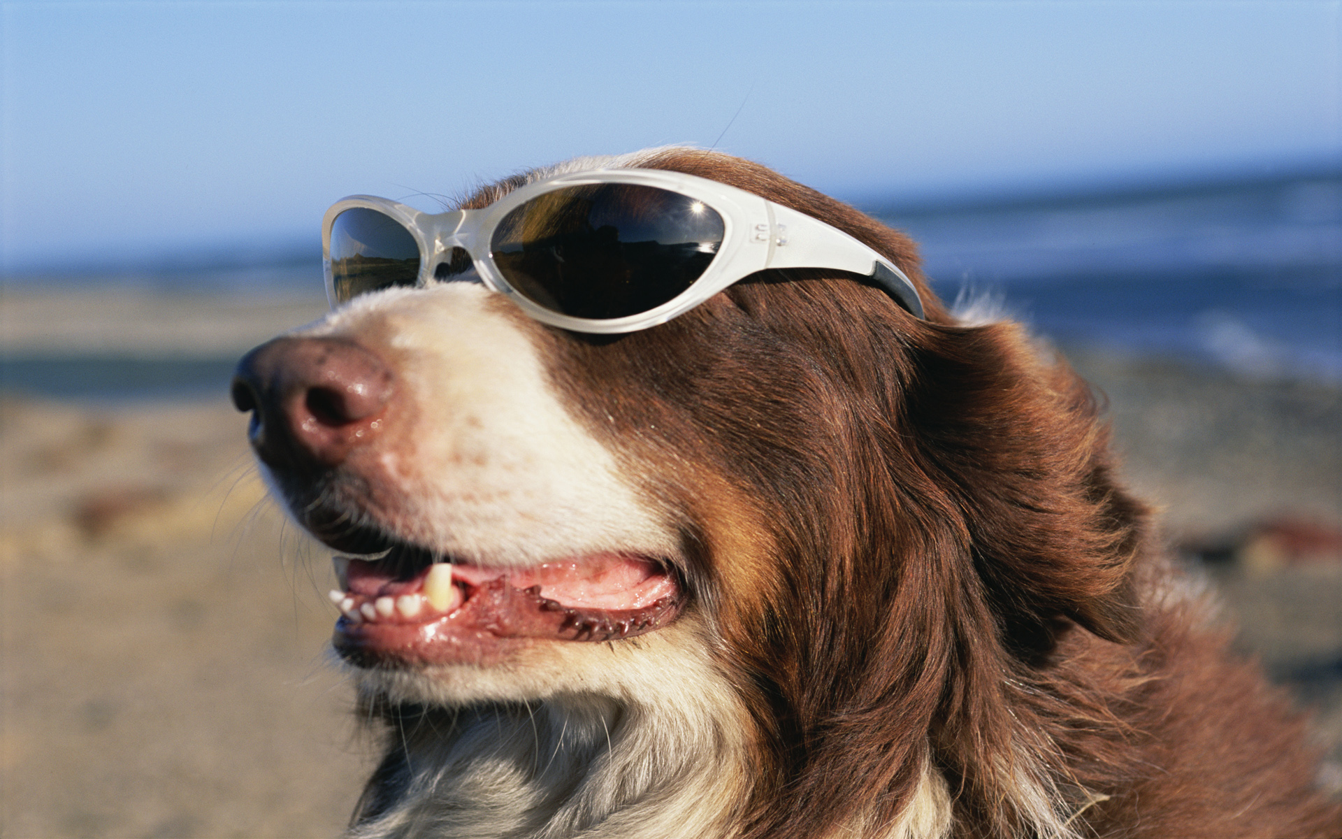 Dogs in Shades Windows 10 Theme | Free Wallpaper Themes