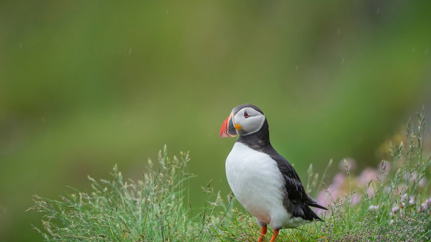 Papagaio do Atlântico, Islândia