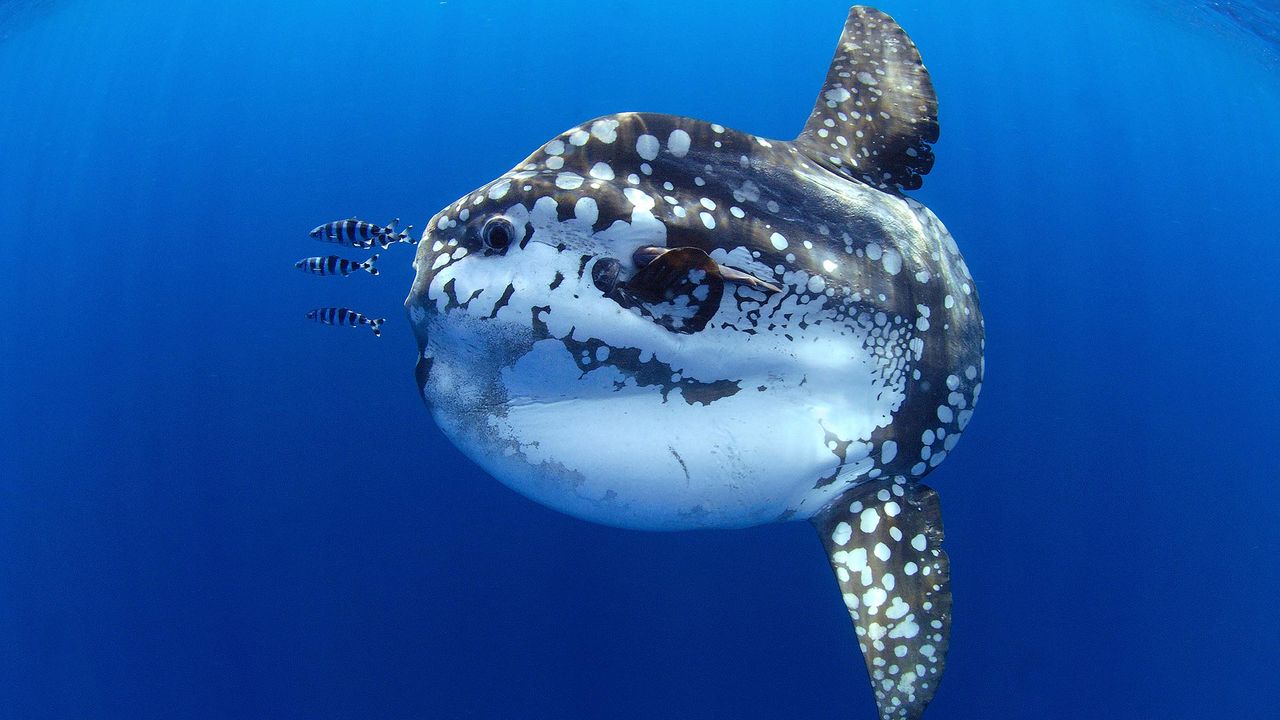 Pez luna junto a varios peces piloto en las aguas de Tenerife, Islas Canarias