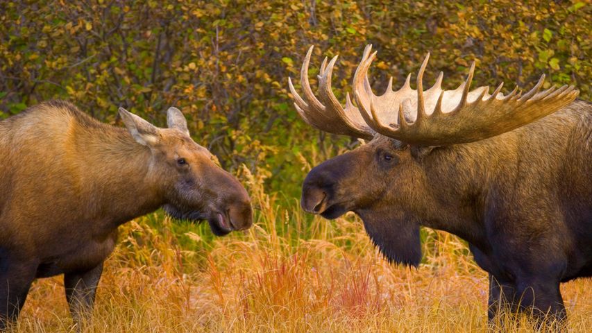Bull and female moose in Denali National Park, Alaska