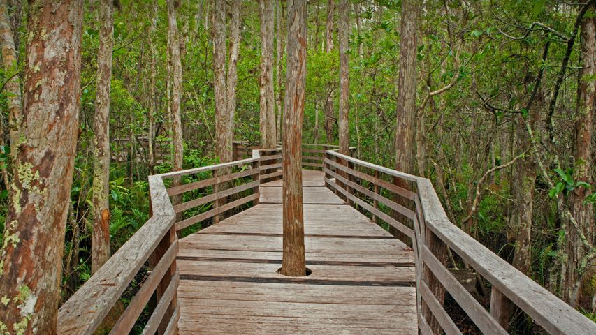 Sentier dans le sanctuaire Corkscrew Swamp, Floride, États-Unis