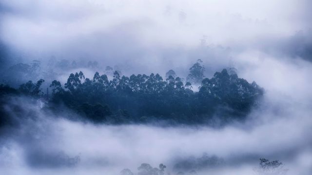 Mist surrounding a forest in Munnar, Kerala