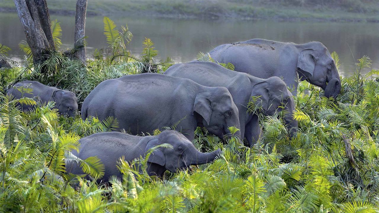 Asian Elephant (Elephas maximus indicus) herd in Kaziranga National Park, Assam