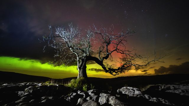 Bare tree, Ribblesdale