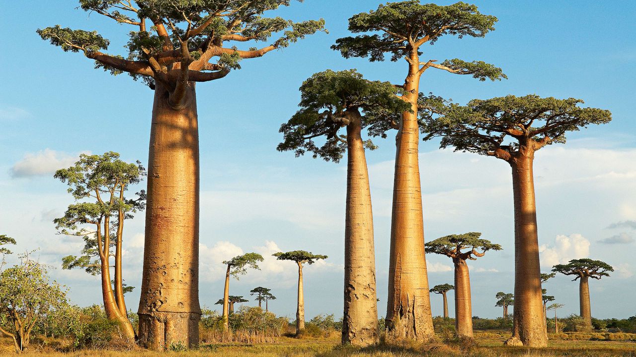 Baobabs, baby