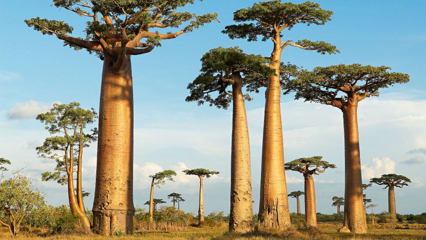 Baobabs, baby