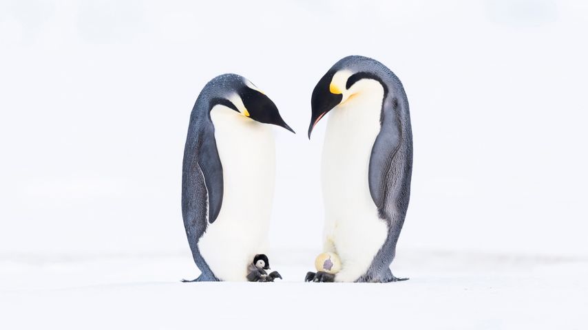 Pingüinos emperadores, Bahía Atka, Antártida