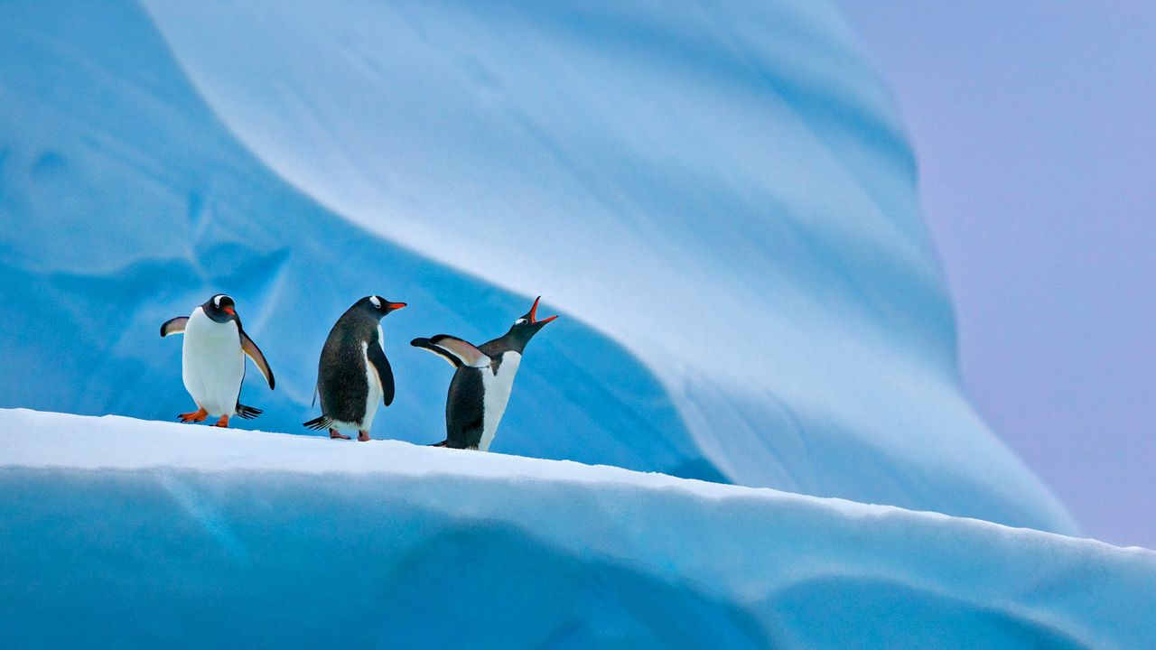 Gentoo penguins in Antarctica